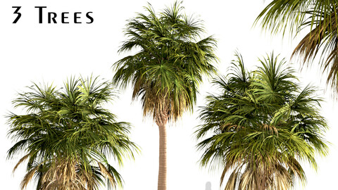 Set of Sabal Palm Trees (Cabbage Palm) (3 Trees)