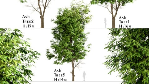 Set of Ash Trees (Fraxinus) (3 Trees)