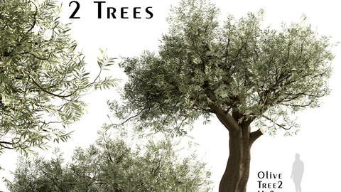 Set of Olive Trees (Olea Europaea) (3 Trees)
