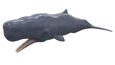 Sperm Whale with PBR Textures