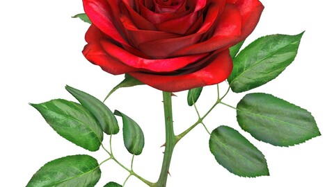 Red Rose Flower with PBR Textures