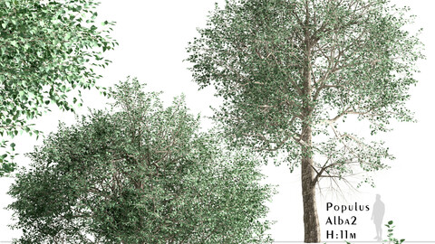 Set of Populus Alba Trees (White Poplar) (2 Trees)