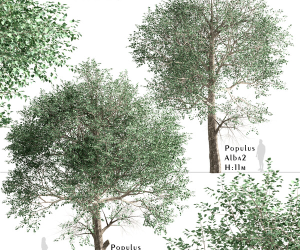 ArtStation - Set of Populus Alba Trees (White Poplar) (2 Trees) | Resources