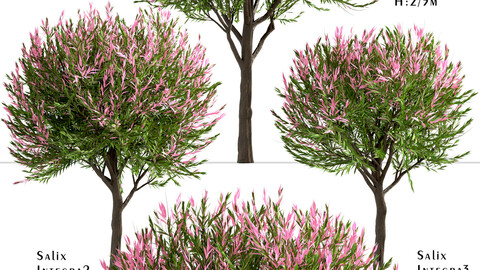 Set of Salix Integra Trees (Dappled Willow) (3 Trees)