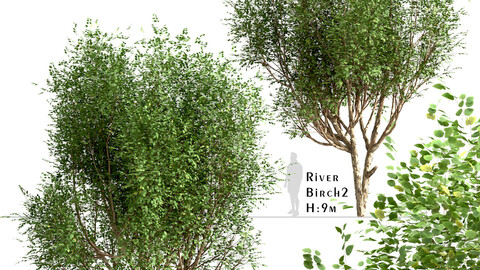 Set of River Birch Trees (Betula Nigra) (2 Trees)