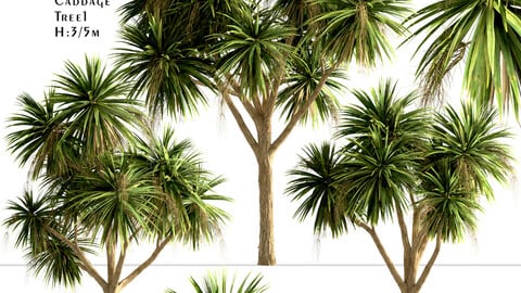 Set of New Zealand Cabbage trees (Cordyline Australis) (3 Trees)