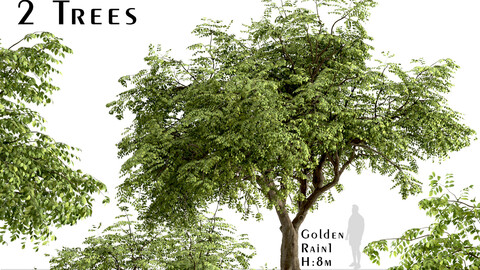 Set of Golden Rain Trees (Koelreuteria Paniculata) (2 Trees)