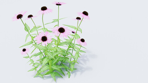 Echinacea purpurea