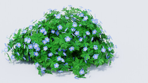 Geranium ROZANNE