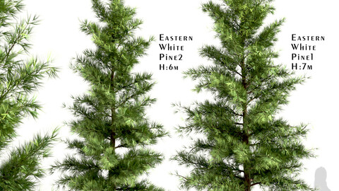 Set of Eastern White Pine Trees (Pinus Strobus) (2 Trees)