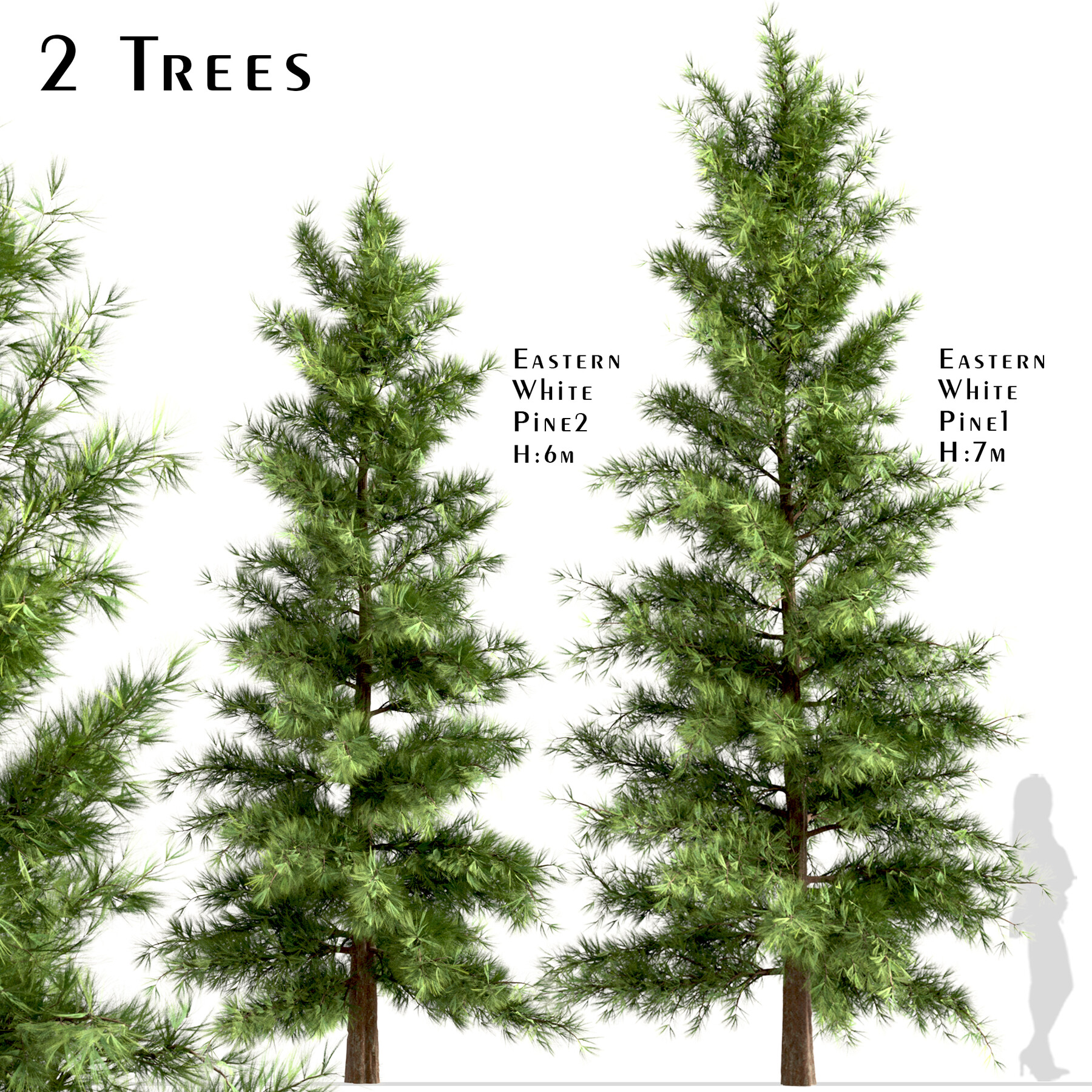 15” Eastern White Pine Tree live tree $18.00 each Pinus strobus 12” 
