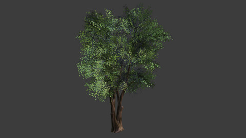 Tree (Modular Planes)