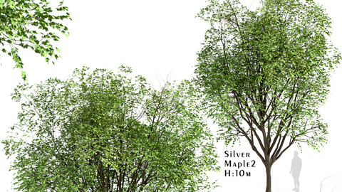 Set of Silver Maple Trees (Acer Saccharinum) (2 Trees)