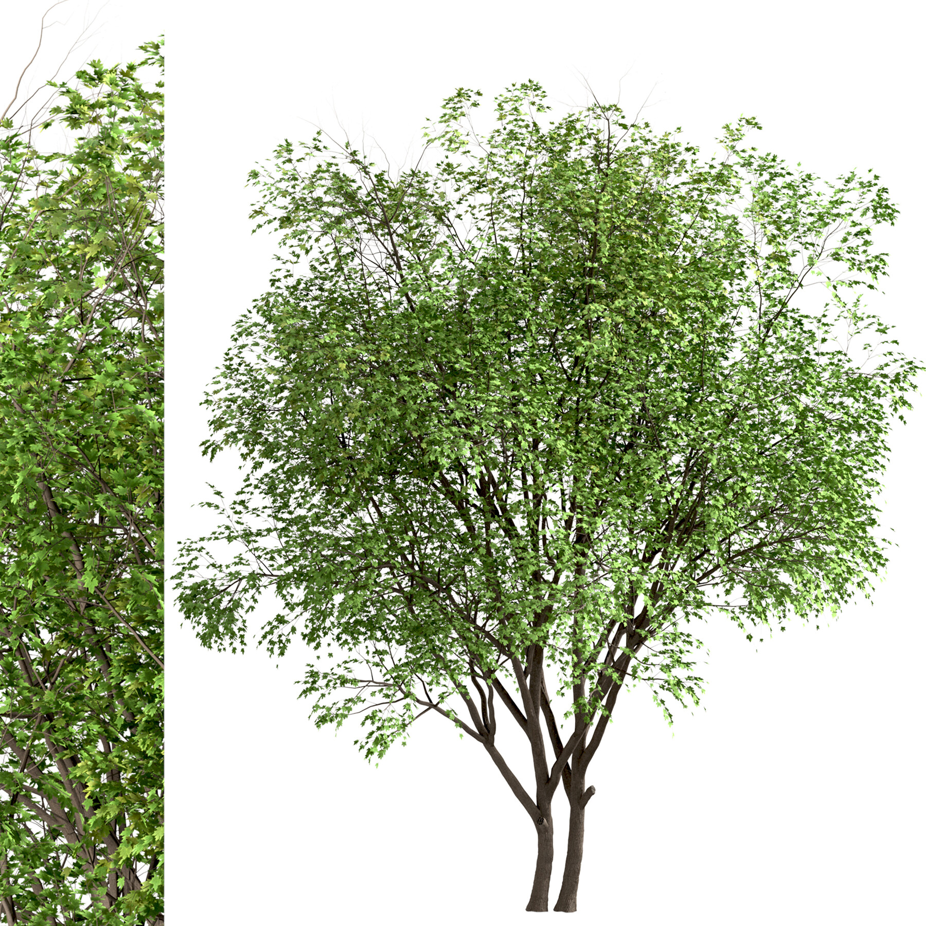 ArtStation - Set of Silver Maple Trees (Acer Saccharinum) (2 Trees)