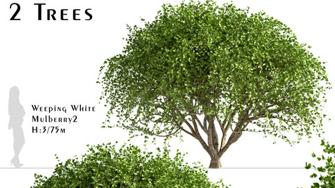 Set of Weeping White Mulberry Trees (Morus Pendula) (2 Trees)