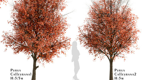 Set of Pyrus Calleryana Trees (Callery Pear) (2 Trees)