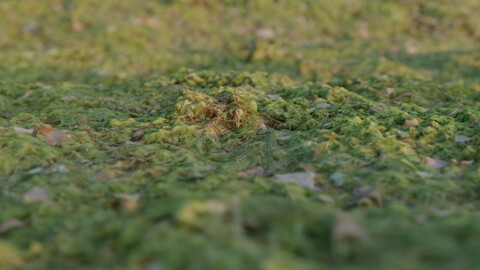 Flat mossy ground