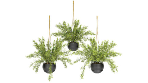 Hanging Basket plants set