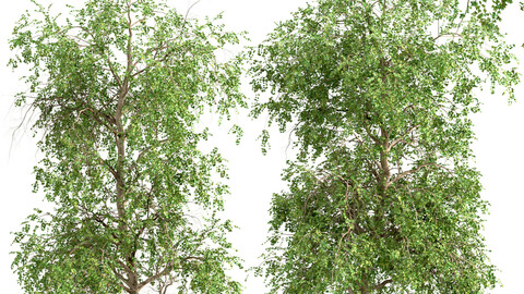 Set of American Sycamore Trees (Platanus Occidentalis) (2 Trees)