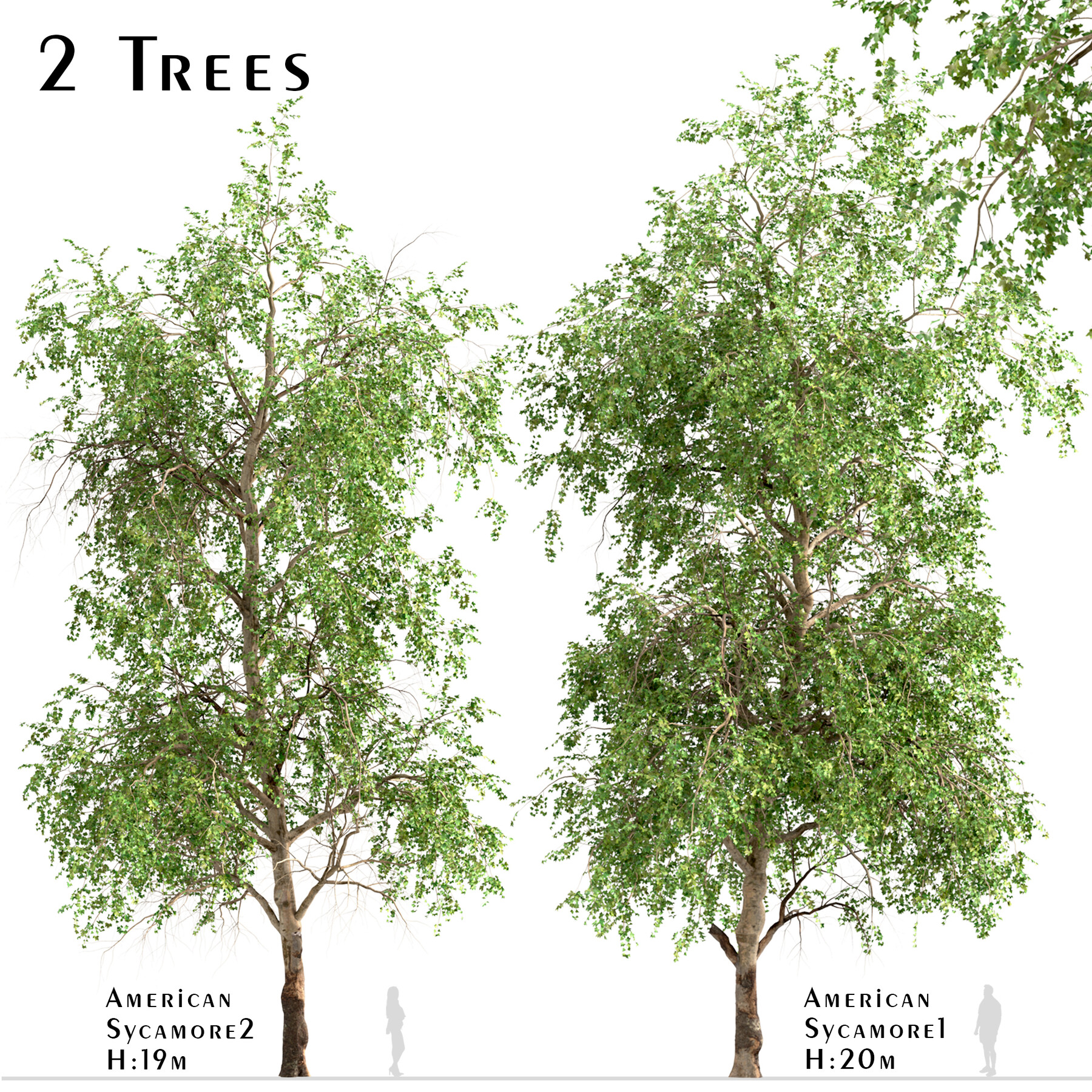 Artstation Set Of American Sycamore Trees Platanus Occidentalis 2 Trees Resources
