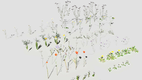 Wild Flower Plant Pack