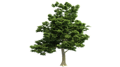 American Sycamore Tree