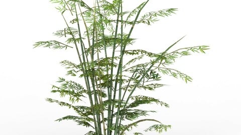 Bamboo Tree 01