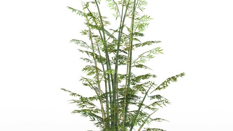 Bamboo Tree 03