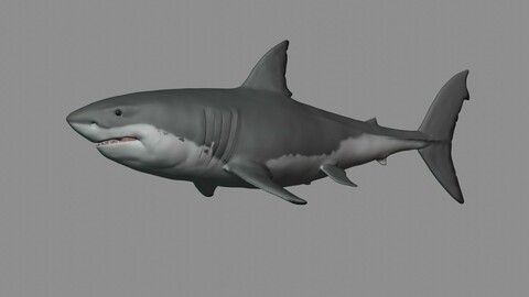 ArtStation - The Great White Shark 3D Print | Resources