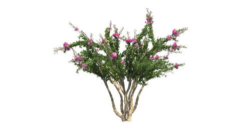 ArtStation - Crape Myrtle Tree | Resources