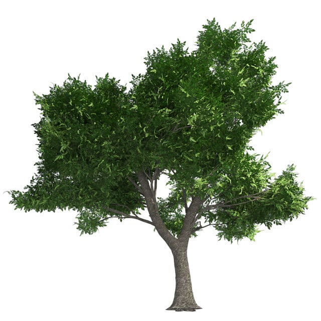 ArtStation - Green Ash Tree | Resources