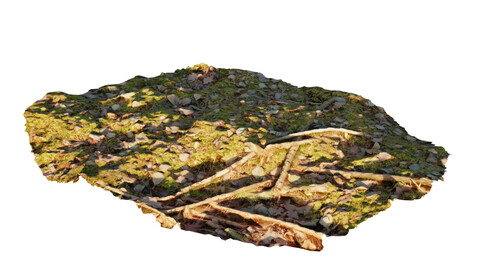 Flat ground with moss sticks and leaves