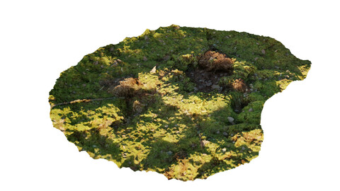 Bumpy mossy ground with patches