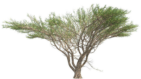 Umbrella Thorn Tree