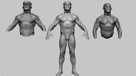Fantasy Male Anatomy