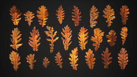 Dead Oak Leaves 4K Scanned