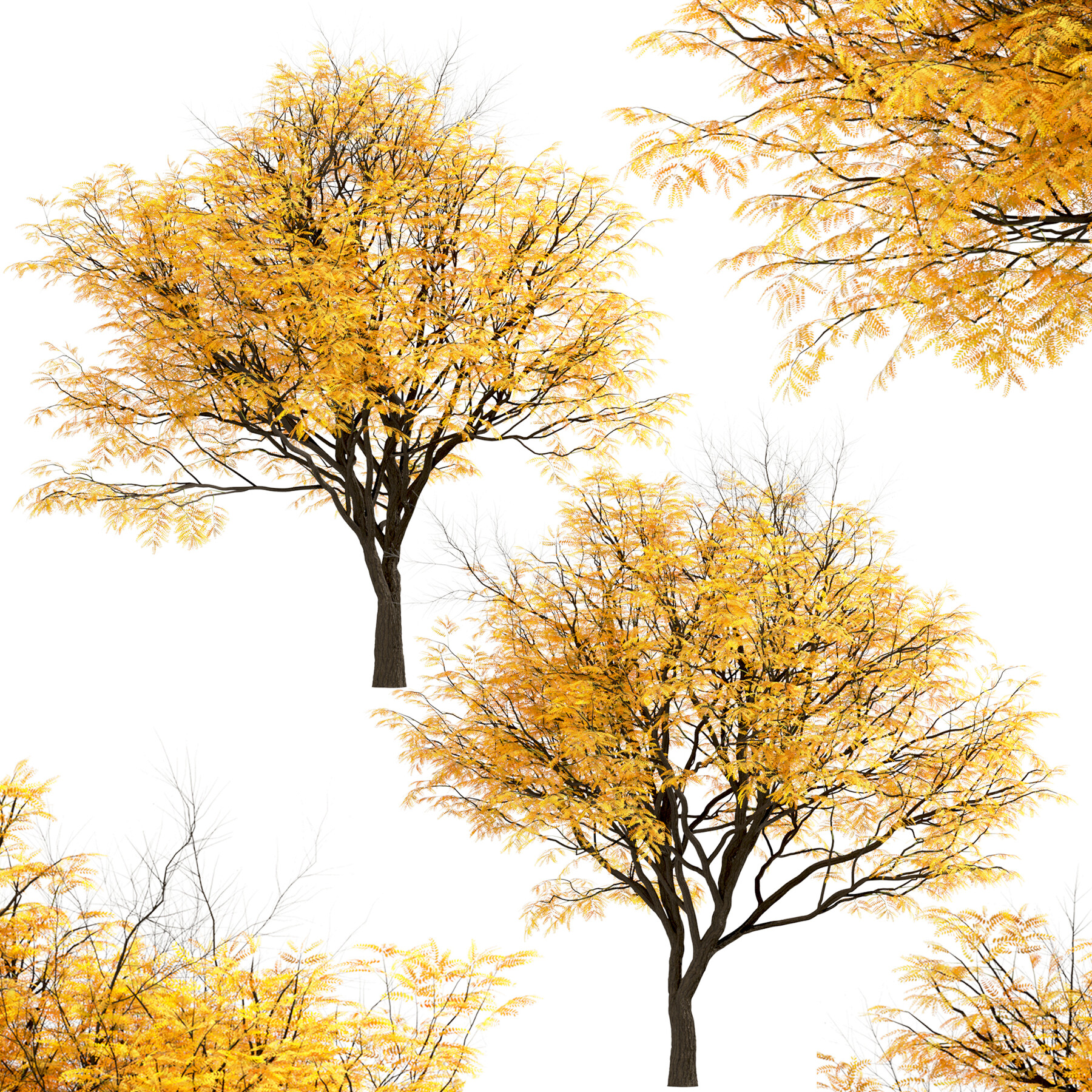 ArtStation Set of Honey Locust Trees (Gleditsia Triacanthos) (2 Trees