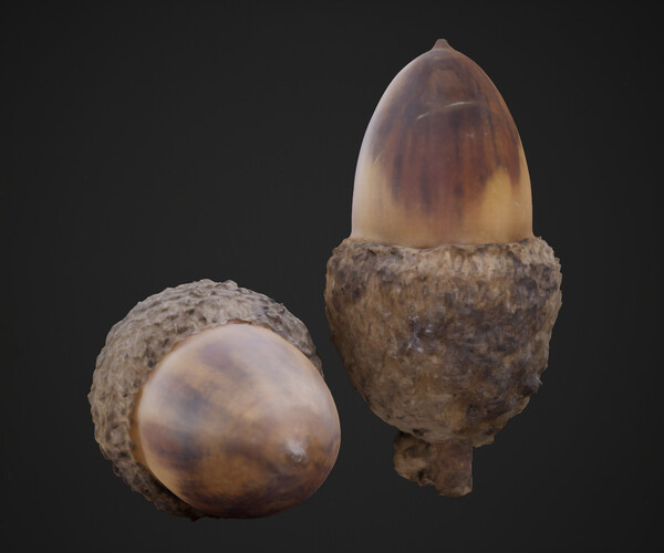 ArtStation - Acorn 4K Photoscanned | Game Assets