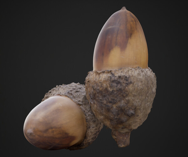 ArtStation - Acorn 4K Photoscanned | Game Assets