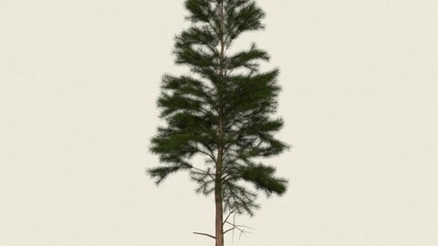 Conifer Tree 03