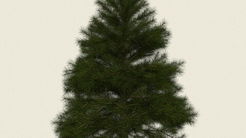 Conifer Tree 06