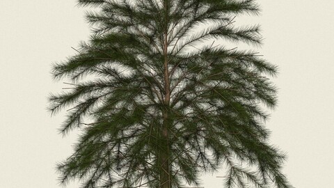 Conifer Tree 08