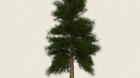 Conifer Tree 09