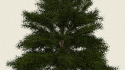 Conifer Tree 10