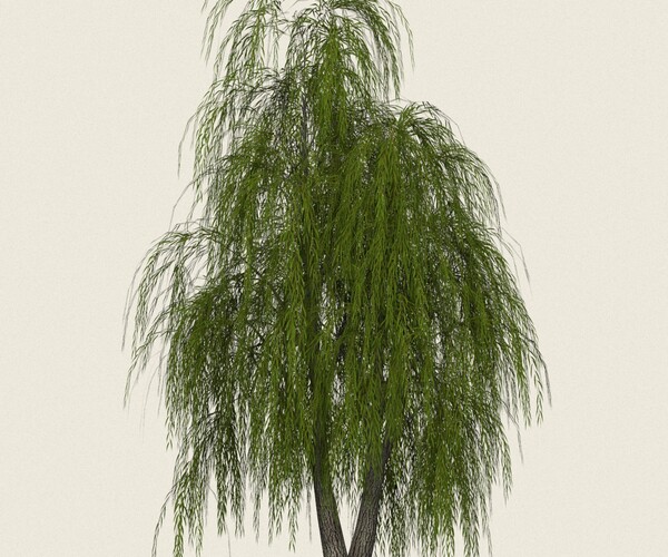 ArtStation - Willow Tree 01 | Resources