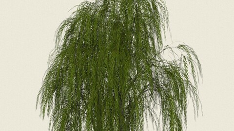 Willow Tree 01