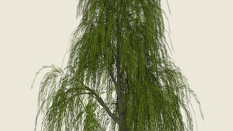 Willow Tree 02