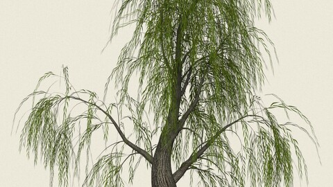 Willow Tree 07