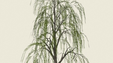 Willow Tree 08