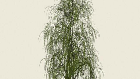 Willow Tree 09